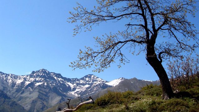 Baum ohne Blätter vor schneebedeckten Bergen in Andalusien