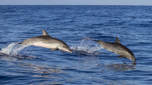 Delfine vor der Küste von Madeira