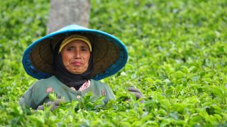 Indonesien – Frau in Teeplantage
