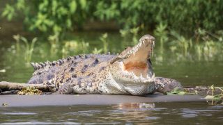Krokodil – Costa Rica