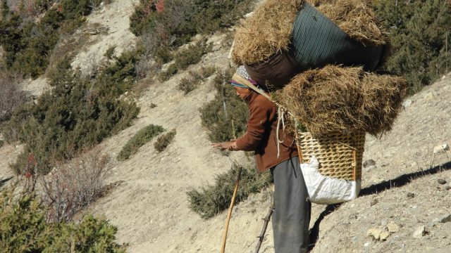 Alte Frau mit Stroh auf dem Rücken in Nepal