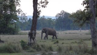 Nepal – Elefant im Chitwan Nationalpark