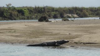 Nepal – Krokodil im Chitwan Nationalpark