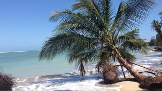 Strand mit Palme – Costa Rica
