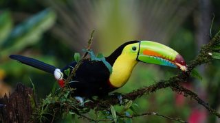 Tucan – Costa Rica