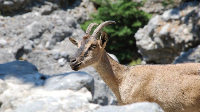 Kri Kri eine endemisch Ziegenart auf Kreta