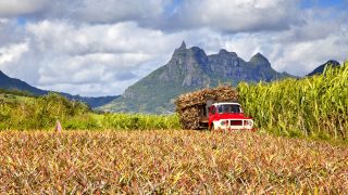 Aktivurlaub-Mauritius-Reunion-Zuckerrohr
